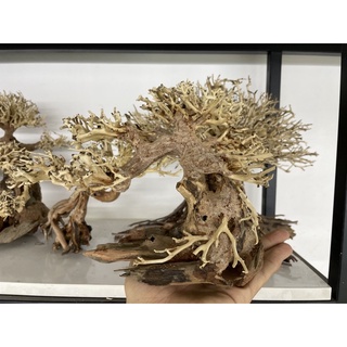 Lũa bonsai cho bể thủy sinh