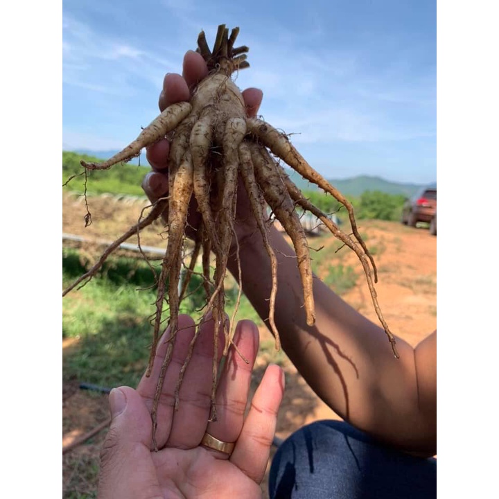 Hạt giống nhân sâm bố chính - Gói 50 hạt ( Tặng gói kích thích hạt nảy mầm )