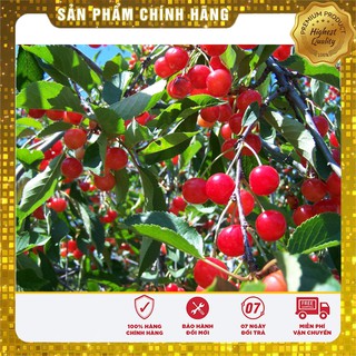 Hạt giống Quả Anh Đào (Cherry) 10 Hạt