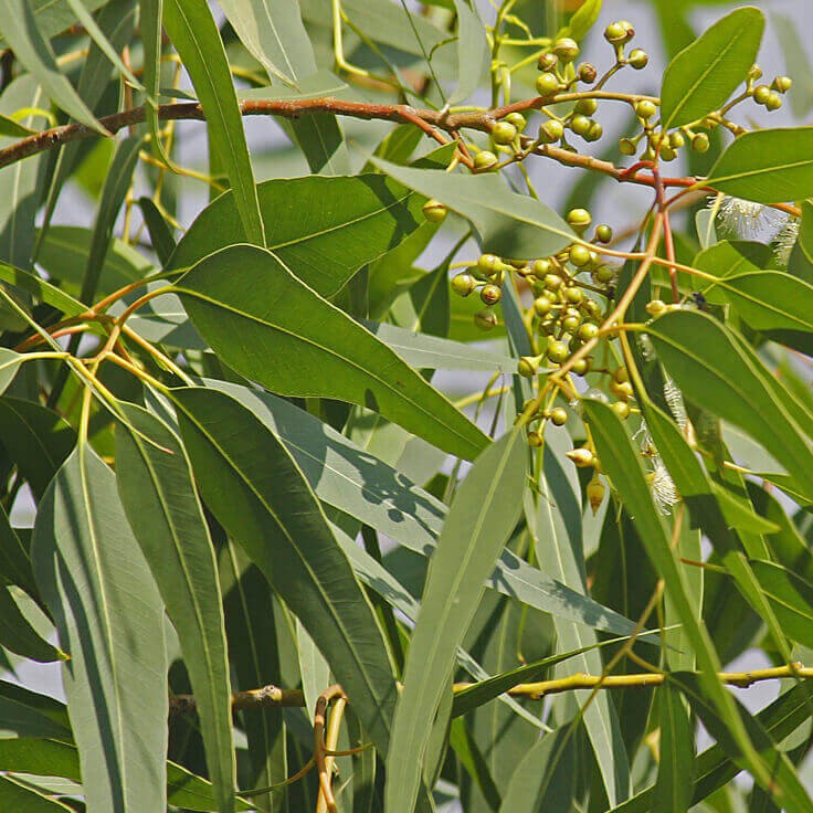 Tinh Bạch Đàn Chanh Lemon Eucalyptus Tinh Dầu Nguyên Chất doTERRA  - doTERRA Essential Oil - Lemon Eucalyp