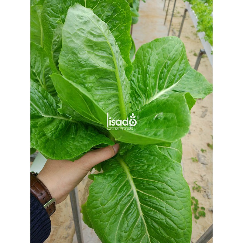 Hạt giống rau xà lách romaine xanh