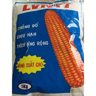 Giống ngô lai f1 lvn17