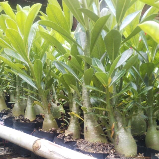 Cây sứ Thái đơn