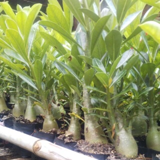 Cây sứ Thái đơn