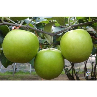 Cây giống táo đại siêu ngon siêu quả dòng quả sớm- cam kêt giống chuẩn f1