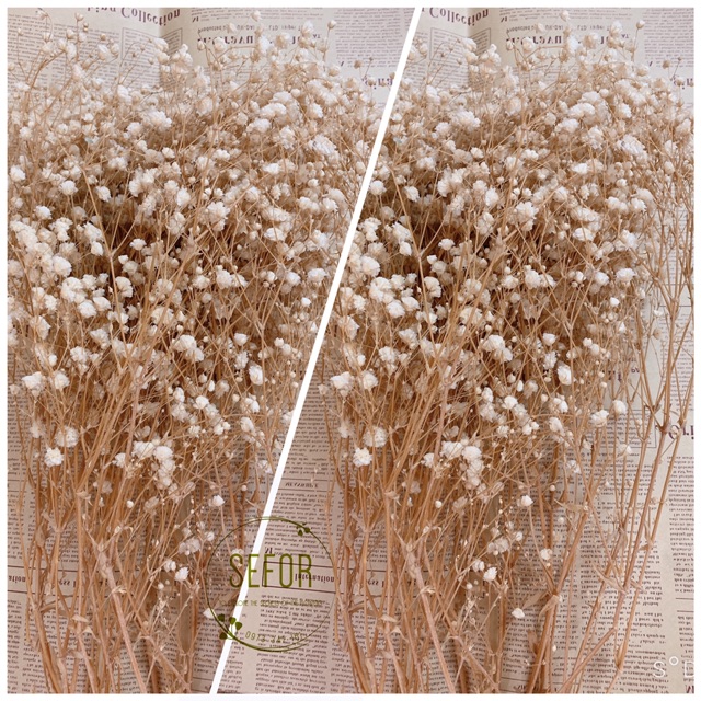 Hoa baby ướp ❤️FREESHIP❤️ Gypsophila hoa khô trang trí phòng ngủ, làm đồ handmade