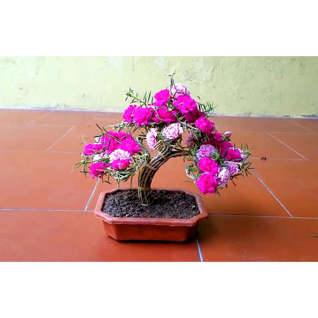 Gói 100 hạt giống hoa mười giờ trồng kiểu bonsai, tặng kích mầm