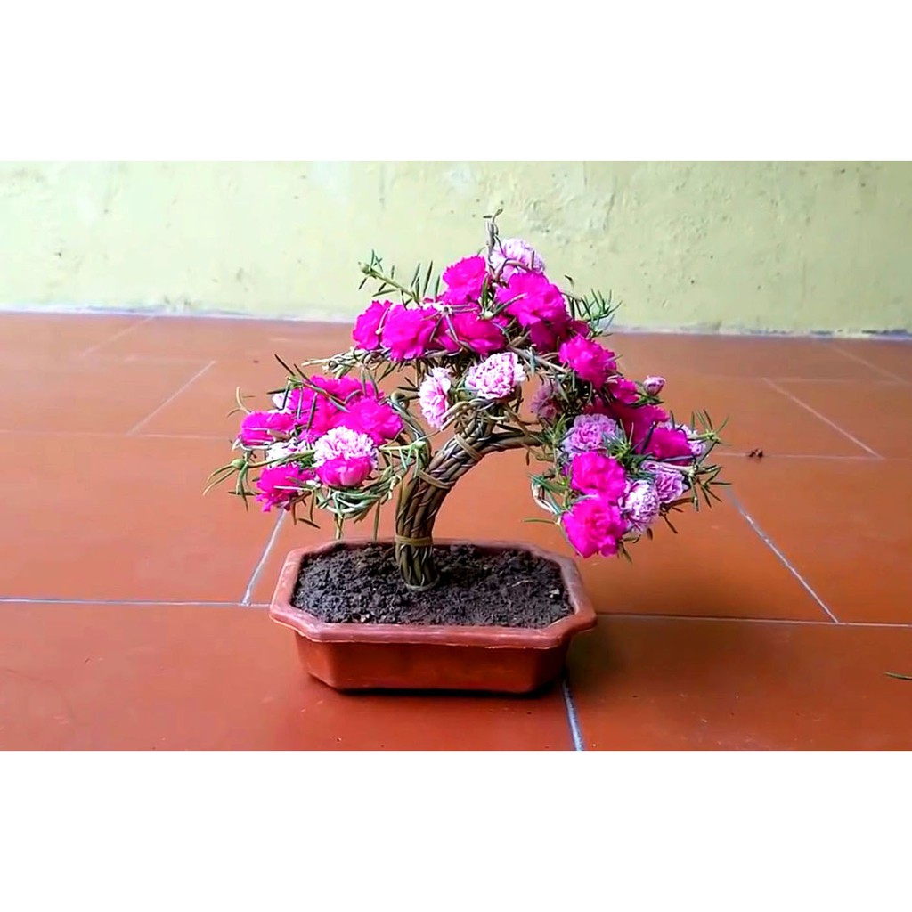 Gói 300 hạt giống hoa mười giờ trồng kiểu bonsai, tặng kích mầm