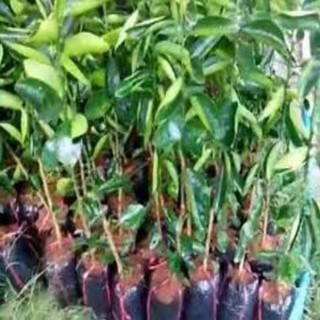 Cây giống Cam Xoàn Miền Nam chuẩn giống hàng F1 cho năng suất cao