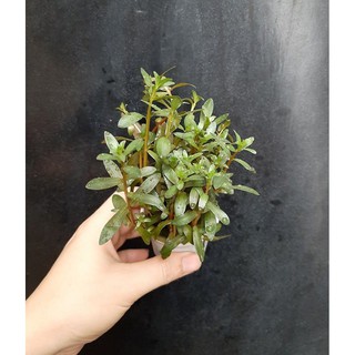 Cây thủy sinh trang trí bể cá:  hoàng hồng thảo