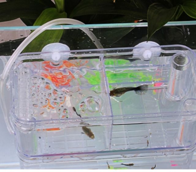 Lồng đẻ guppy size lớn có đường dẫn khí vào lồng