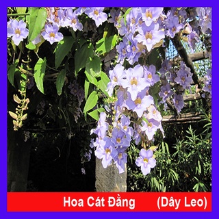 Cây Hoa Cát Đằng dây leo - cây cảnh sân vườn - caykiengsadec