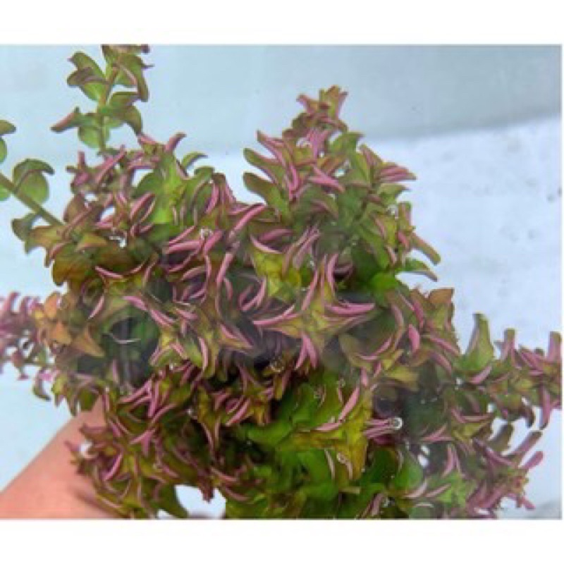 ROTOLA PEARL 15 NGỌN