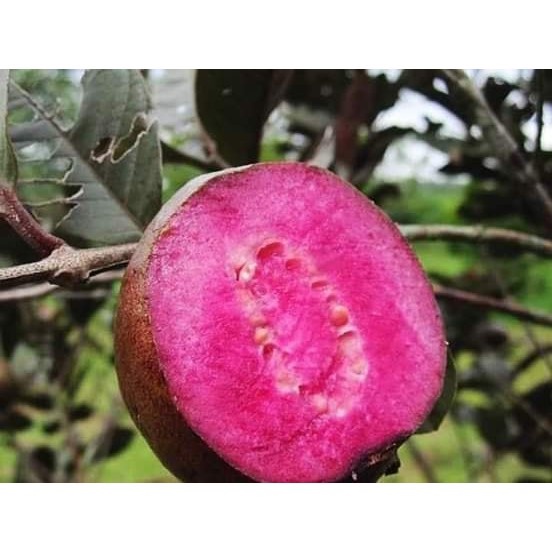 Cây ổi tím Malaysia - THẾ GIỚI HOA CÂY CẢNH - cao 60cm.