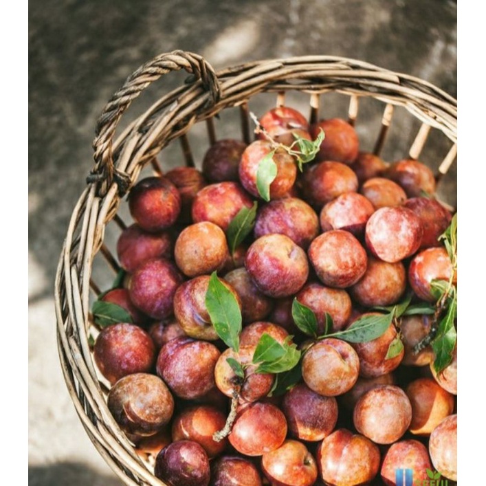 Ô MAI MỨT MẬN SẤY DẺO SAPA NGON - GIÒN