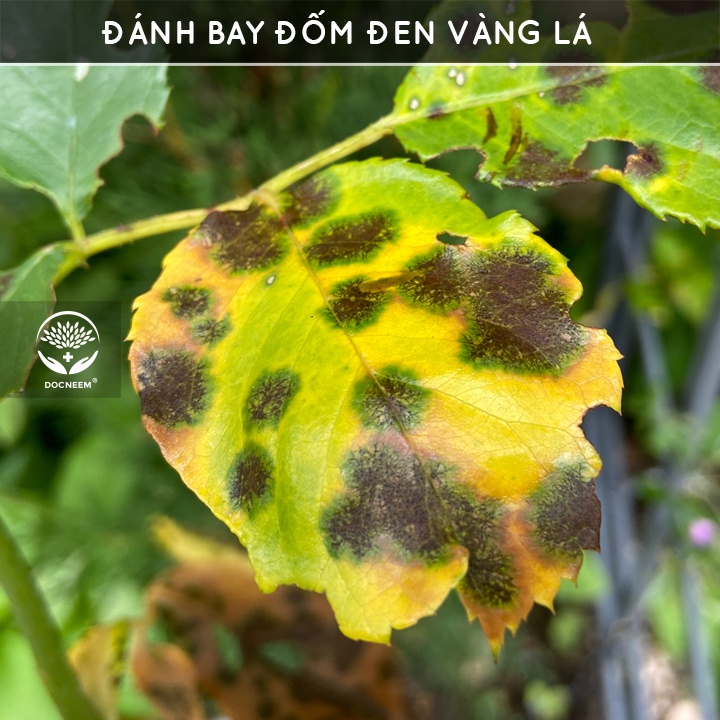 Dầu neem oil DOCNEEM hữu cơ phòng trị sâu bệnh hoa hồng, phong lan, cây cảnh, nguyên chất ép lạnh, hàng chính hãng 50ml