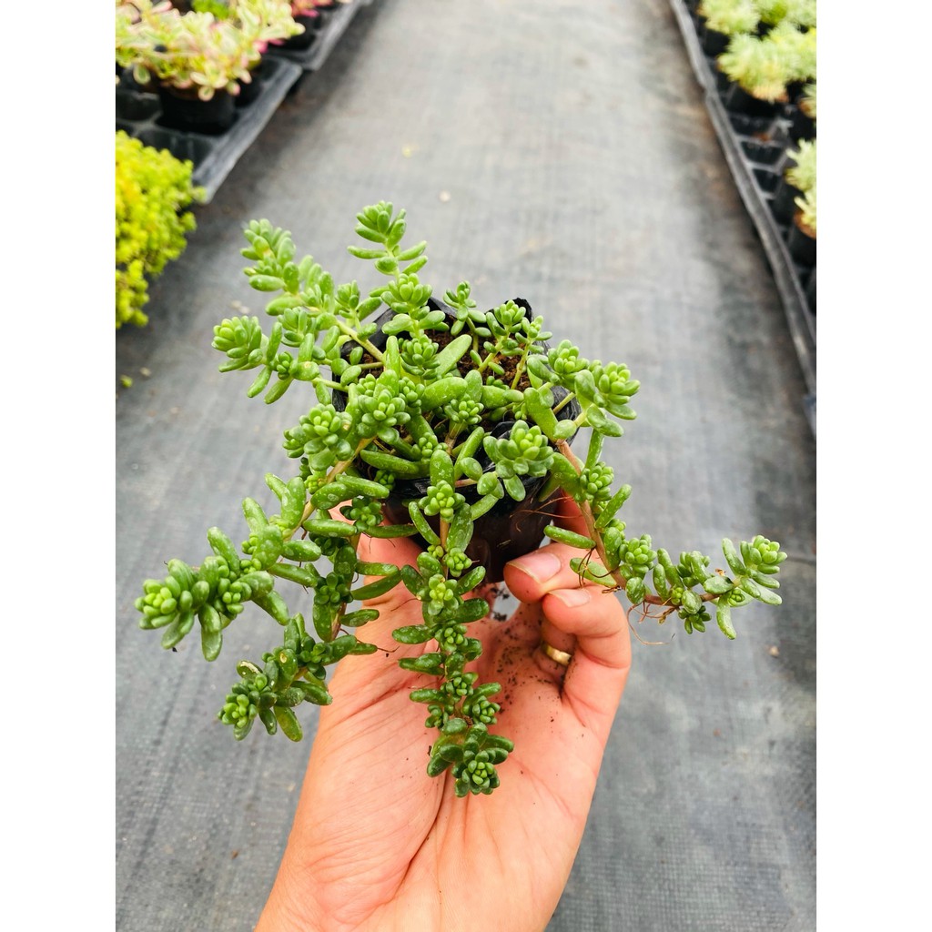 SEN ĐÁ SEDUM KẸO ĐÀ LẠT SIZE BÉ, SIÊU KHOẺ ĐẸP, THUẦN MỌI KHÍ HẬU, HƯ 1 ĐỔI 1