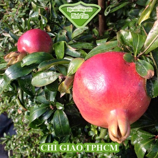 Lựu đỏ ngon ngọt [CHỈ GIAO TP.HCM]