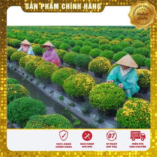 Hạt giống hoa cúc mâm xôi may mắn - 100 hạt