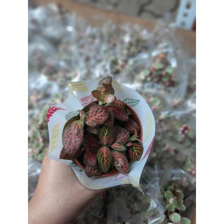 Lá may mắn - Fittonia - Cẩm Nhung