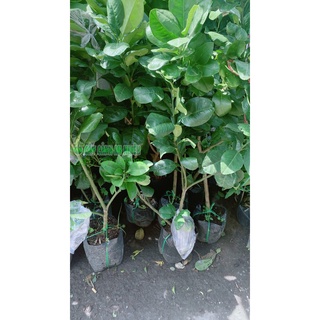 Cây Bưởi Cao 1m (chỉ giao hcm)