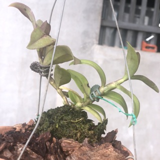 phi điệp rừng - xanh sạch đẹp