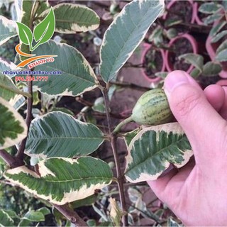 Ổi cẩm thạch siêu đẹp sắp trái