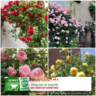 Gói Hạt giống hoa Hồng leo Pháp Nhiều màu (15-20 hạt)