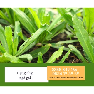 Hạt giống rau ngò gai ( mùi tàu) 5 gr (  300 hạt ) - hatgiong24h