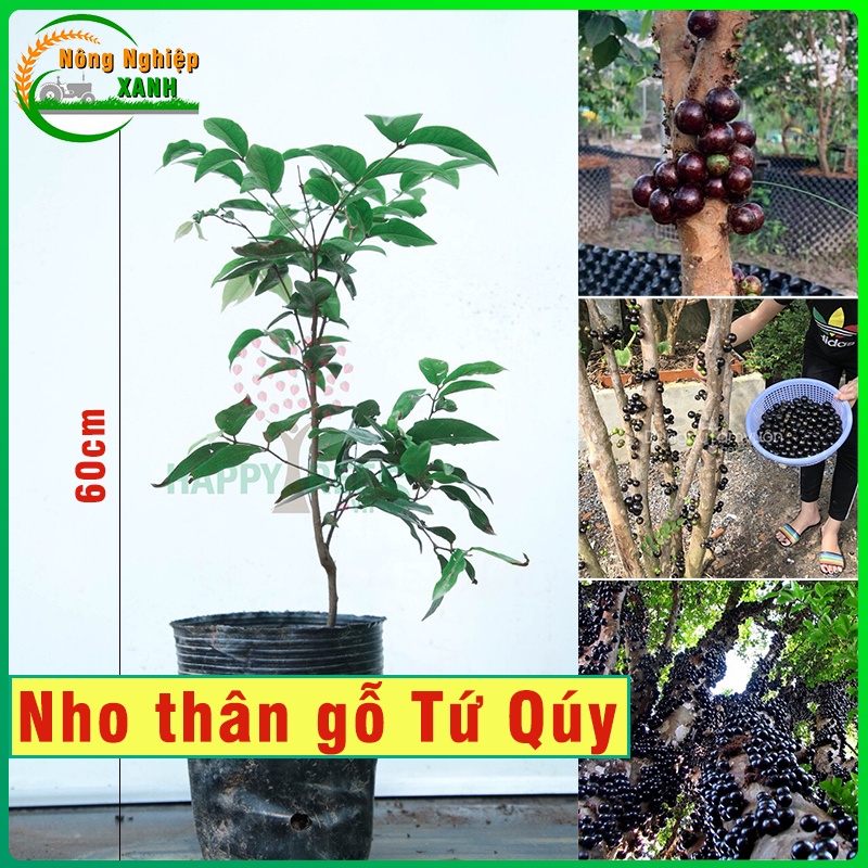 Cây Nho Thân Gỗ Tứ Quý cây giống kèm bầu đất chiều cao 40cm - 60cm quả ngọt dễ trồng & chăm phù hợp với khí hậu Việt Nam