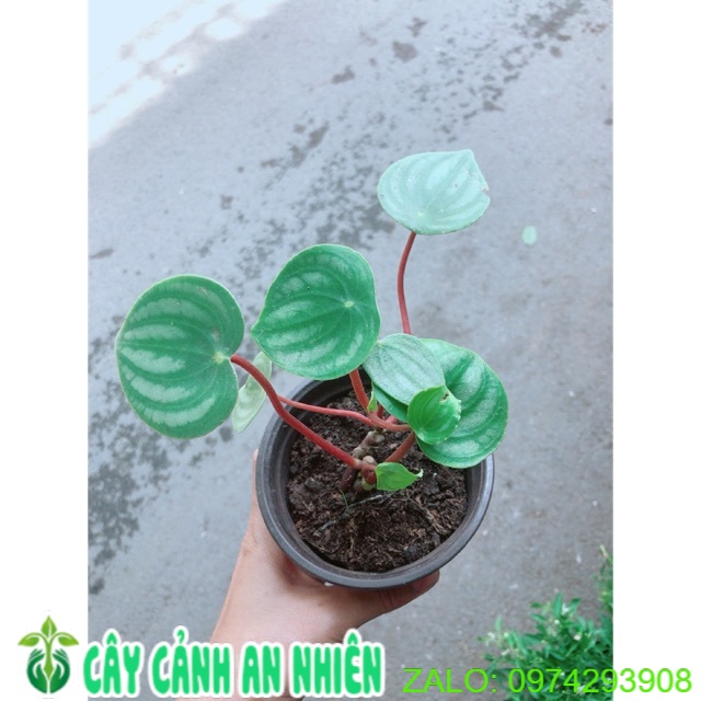 Cây Lá Dưa Hấu