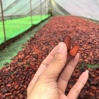 Bột cacao sữa CacaoMi 127g