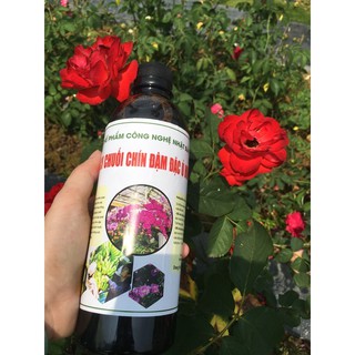 Dịch chuối ủ Humic chuyên cho hoa Lan và hoa Hồng