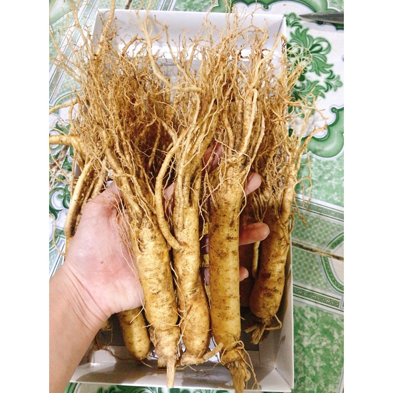 Nhân sâm tươi Hàn Quốc bán lẻ 83k/1 củ | BigBuy360 - bigbuy360.vn
