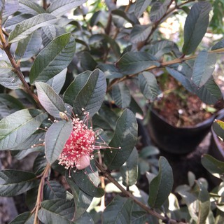 Chậu cây ổi tím Malaysia - giống siêu trái, cây to đang hoa trái sum suê