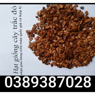 Hạt giống cây trắc đỏ, 20g