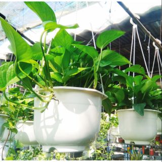 Trầu Bà Thái Xanh chậu treo loại to