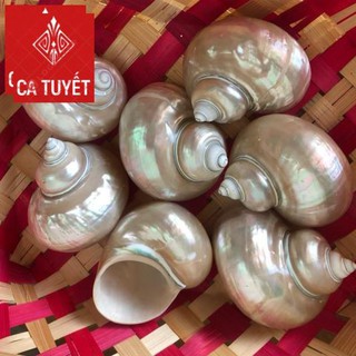 Vỏ ốc khảm xanh mài xà cừ, quà lưu niệm đẹp