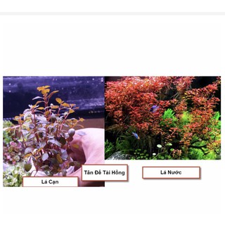 Cây Thủy Sinh: Tân Đế Tài Hồng