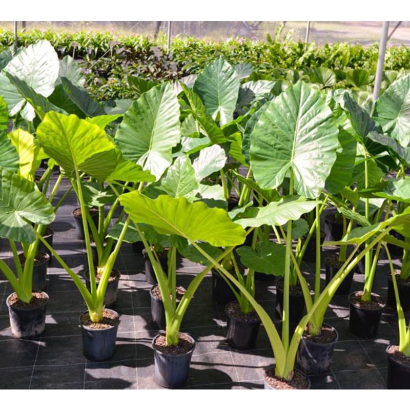 RẺ VÔ ĐỊCH - Cây Khoai Môn Thủy Sinh