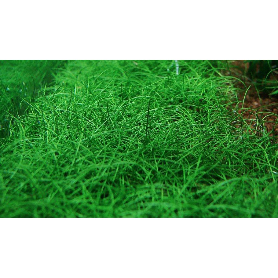 Cây Cỏ Ngưu mao chiên