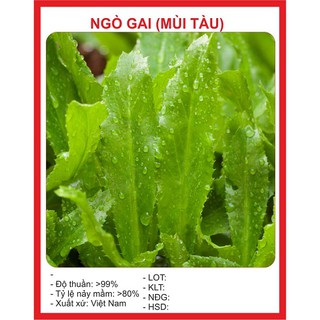 Combo 9 gói hạt giống rau thơm dễ trồng