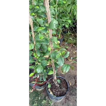 Cây giống táo thái chậu 9