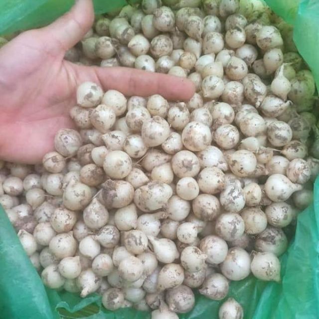 300gr hành tăm  củ đều mẩy chắc Nghệ An