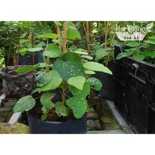 15h Hạt Giống Sương Sâm Lông HẠT GIỐNG CHÍNH HÃNG