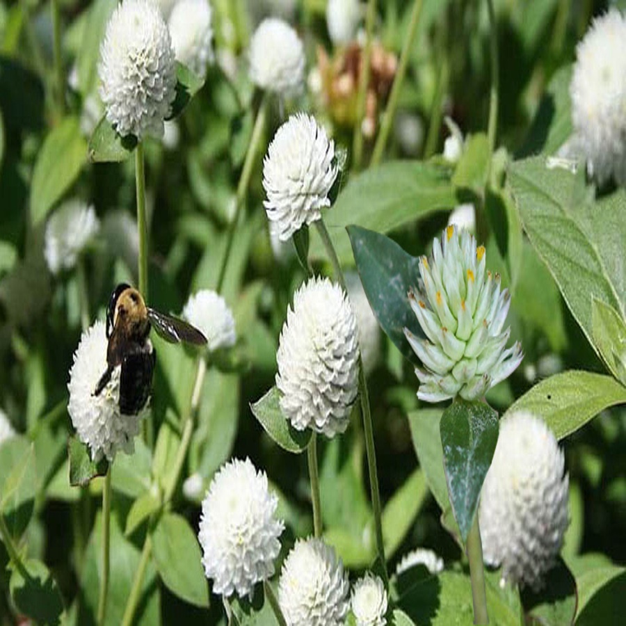 Nở Ngày Đất Phơi Khô Loại Một 01KG