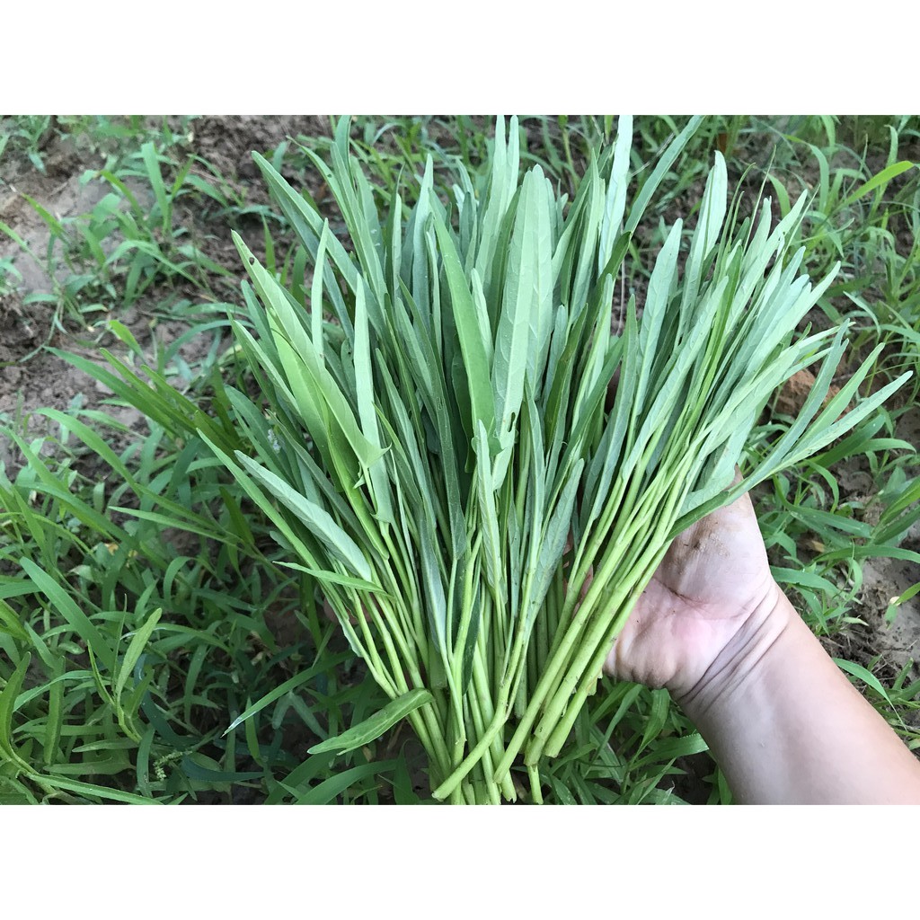 20-100g Hạt giống Rau Muống Cao Sản Lá Tre dễ trồng quanh năm