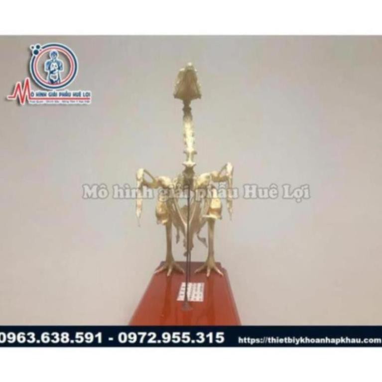 MÔ HÌNH BỘ XƯƠNG GÀ GIẢI PHẪU