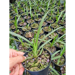 Lan kiếm Phan Trí gieo hạt