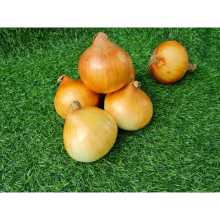 Củ Hành Trắng - Hành Tây (1kg)